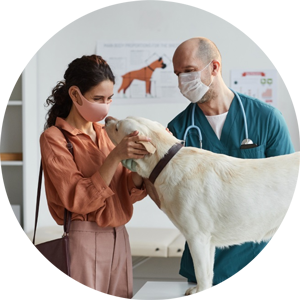 Dog At Vet Appointment